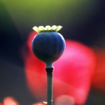 Opium Opium