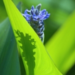 Pontaderia Pontaderia