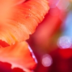 Tulipa III Tulipa III