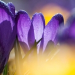Crocus Crocus