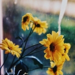 Poep Bloem .. Poep Bloem ..