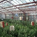Greenhouse 1 Greenhouse 1