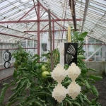 Greenhouse with tomatoes 2 Greenhouse with tomatoes 2