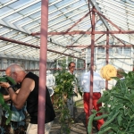 Greenhouse with tomatoes 4 Greenhouse with tomatoes 4