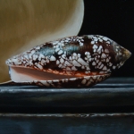 Detail 1 van schelpen 2