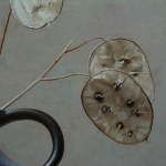 Detail 1 van Judaspenning