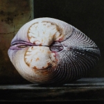 Detail 2 van lantaren en schelpen