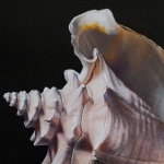 Detail 3 van lantaren en schelpen