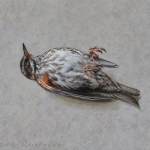 Stilleven met koperwiek