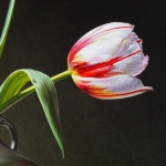 Detail 1 van tulpen