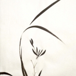 Orchidee Orchidee