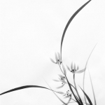 Orchidee Orchidee