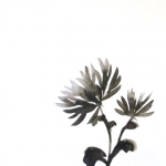 Chrysant Chrysant
