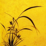 Orchidee Orchidee
