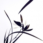 Orchidee Orchidee