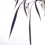 Orchidee Orchidee