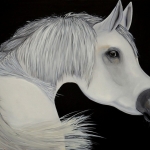 Wit paard Arabier Wit paard Arabier