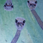 Struisvogels Struisvogels