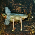 genetic manipulated Fish genetic manipulated Fish