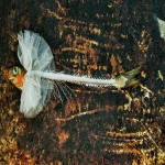 Too long on a diet fish Too long on a diet fish