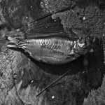 fish job fish job