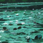 Waterlelies (Landgoed De Haeck) Waterlelies (Landgoed De Haeck)