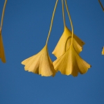 Ginkgo Ginkgo
