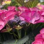 hortensia hortensia