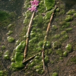 'natuurlijke' lijnen 'natuurlijke' lijnen