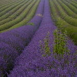 blauwe lijnen blauwe lijnen
