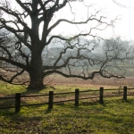de oude boom de oude boom