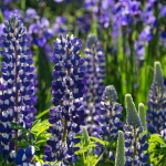 Lupine Lupine