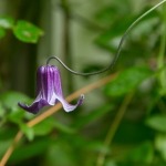 Clematis Clematis