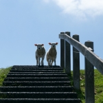 op de dijk op de dijk