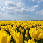 Lente! Lente!