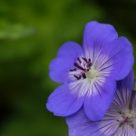 Kloostertuin Sambeek Kloostertuin Sambeek
