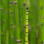 groene lijnen groene lijnen