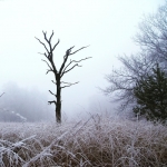 Kampina Kampina