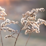 Winter Winter