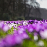 Lente Lente