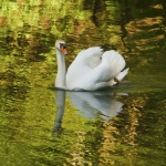 Zwaan Zwaan