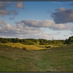 Duinen met ree Duinen met ree