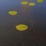 de wal, detail