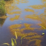het slootje, detail