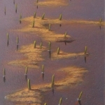 droogte, detail