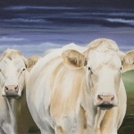Des vaches en Thierache