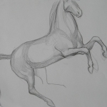 Paard