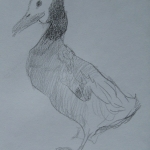 Vogel