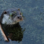 Otter Otter