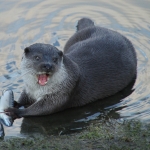 Otter Otter